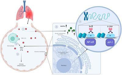 Epigenetic mechanisms of particulate matter exposure: air pollution and hazards on human health